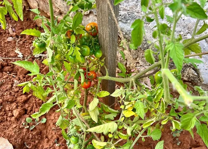 Appartement Rosemary *