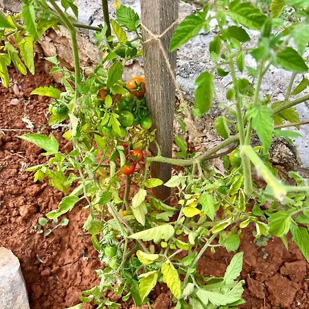 Apartment Rosemary *